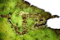 Stigmella oxyacanthella