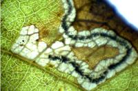 Stigmella hybnerella