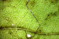 Stigmella hybnerella