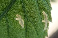 Coptotriche marginea