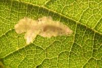 Coptotriche marginea