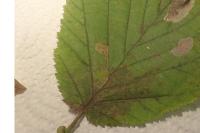 Stigmella microtheriella