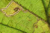 Stigmella microtheriella