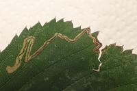 Stigmella aurella