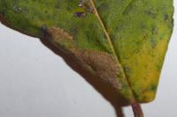 Phyllonorycter mespilella