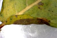 Phyllonorycter mespilella