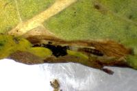 Phyllonorycter mespilella