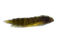 Phyllonorycter mespilella