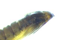 Phyllonorycter mespilella