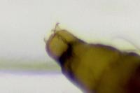 Phyllonorycter mespilella