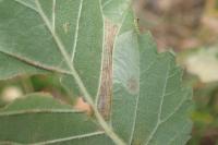 Phyllonorycter tristrigella