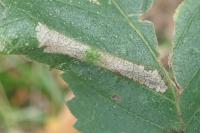 Phyllonorycter tristrigella