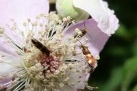 Micropterix aglaella
