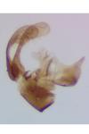 Micropterix aglaella