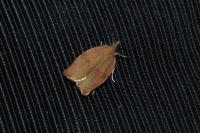 Pandemis heparana