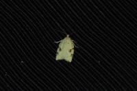 Acleris ferrugana/notana