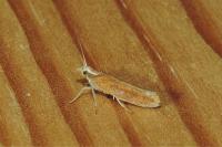 Ypsolopha parenthesella