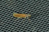 Ypsolopha parenthesella