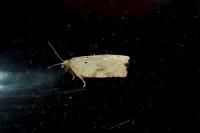 Acleris ferrugana/notana