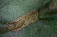 Phyllonorycter klemannella
