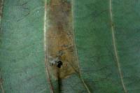 Phyllonorycter klemannella