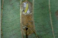 Phyllonorycter klemannella