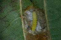 Phyllonorycter klemannella