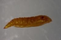 Phyllonorycter klemannella