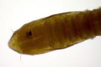 Phyllonorycter klemannella
