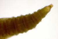 Phyllonorycter klemannella