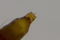 Phyllonorycter klemannella