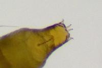 Phyllonorycter klemannella