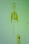 Klimeschiopsis kiningerella