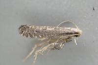Parornix fagivora