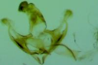 Coleophora discordella