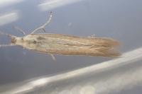 Coleophora discordella