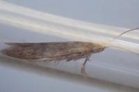 Coleophora coracipennella