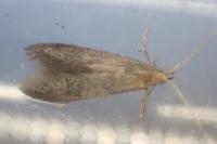 Coleophora coracipennella