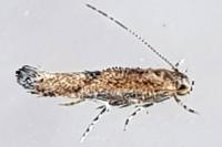 Coccidiphila