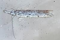 Pleurota gallicella