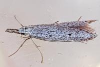 Pleurota gallicella