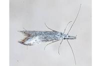 Pleurota gallicella