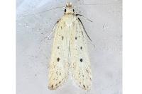 Nothris verbascella