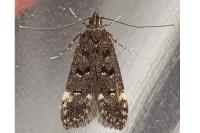 Dichomeris alacella