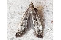 Dichomeris alacella