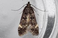 Dichomeris alacella