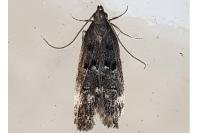 Dichomeris alacella