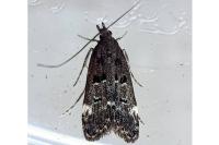Dichomeris alacella