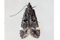 Dichomeris alacella