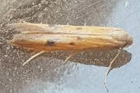 Epidola stigma